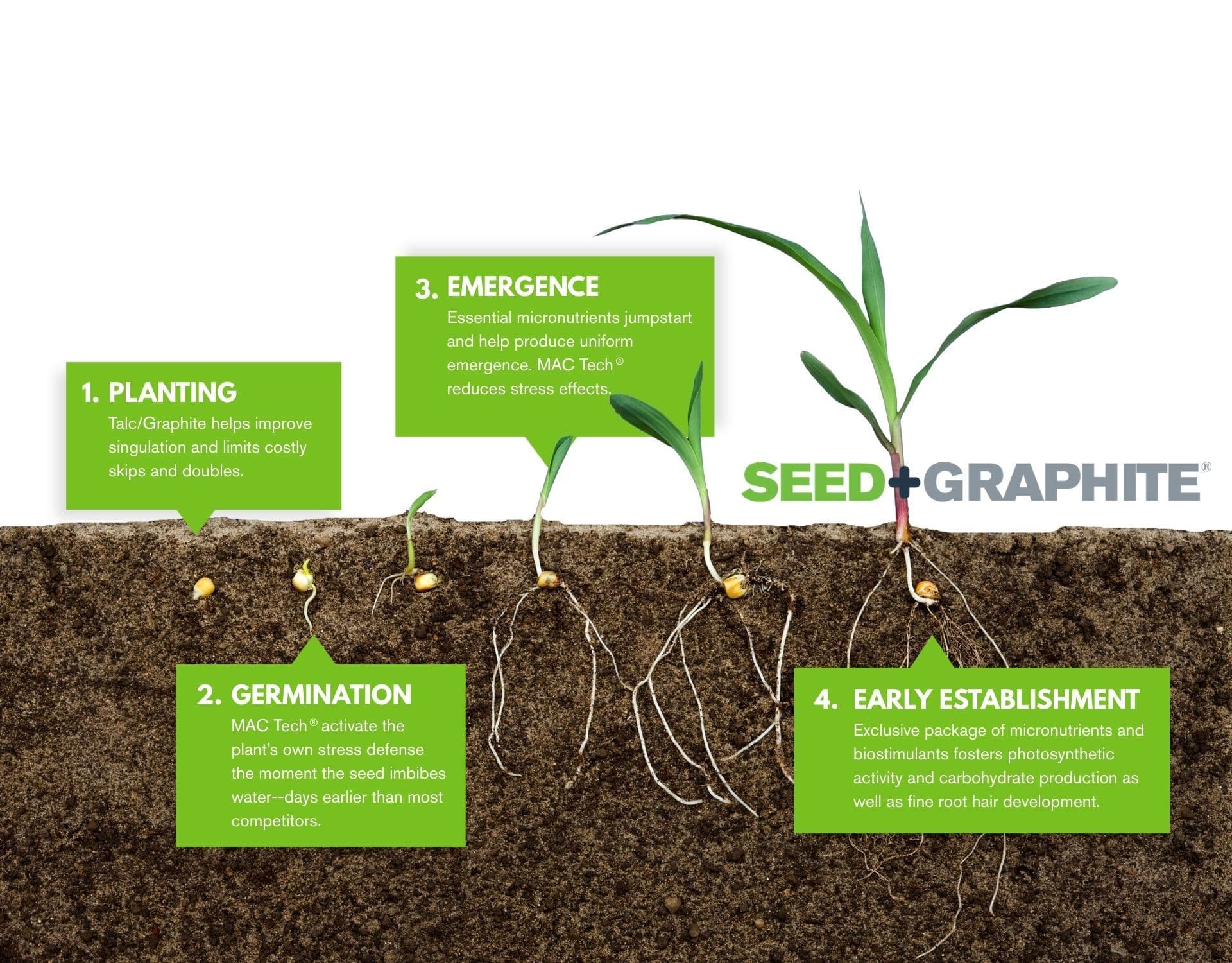 SPG Plant Growth Stages Image.jpg